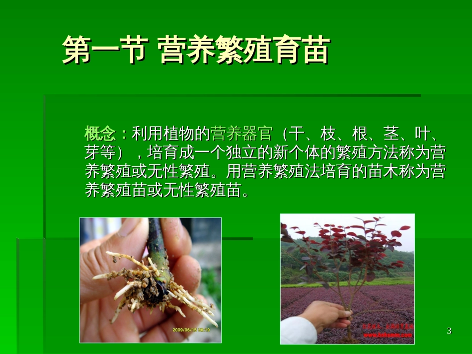 17园林植物繁殖_第3页