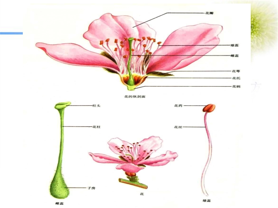 第10章花类生药鉴别[共63页]_第3页