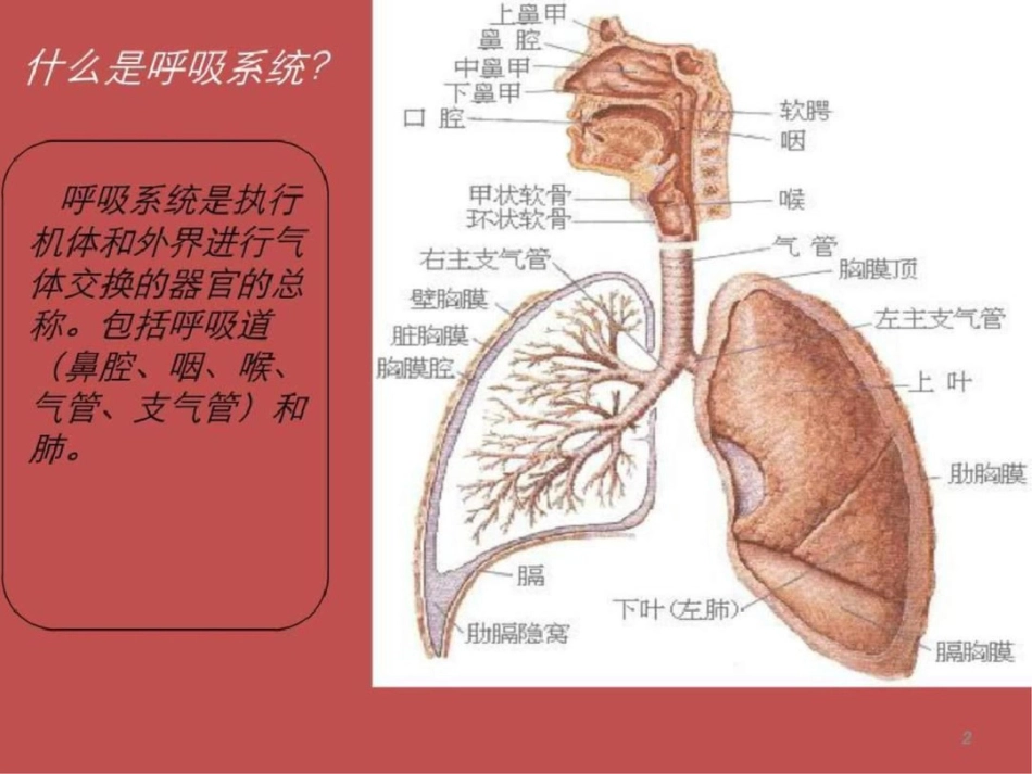 呼吸道用药知识与销售技巧文档资料_第2页