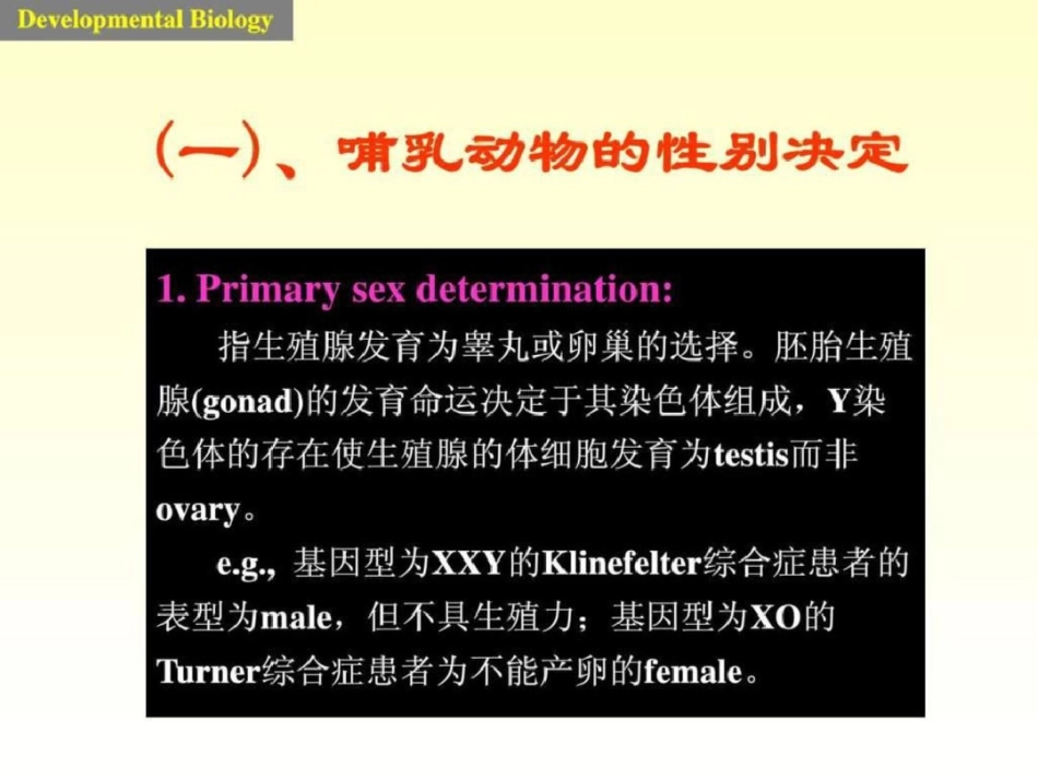 发育生物学课件7sex文档资料_第3页