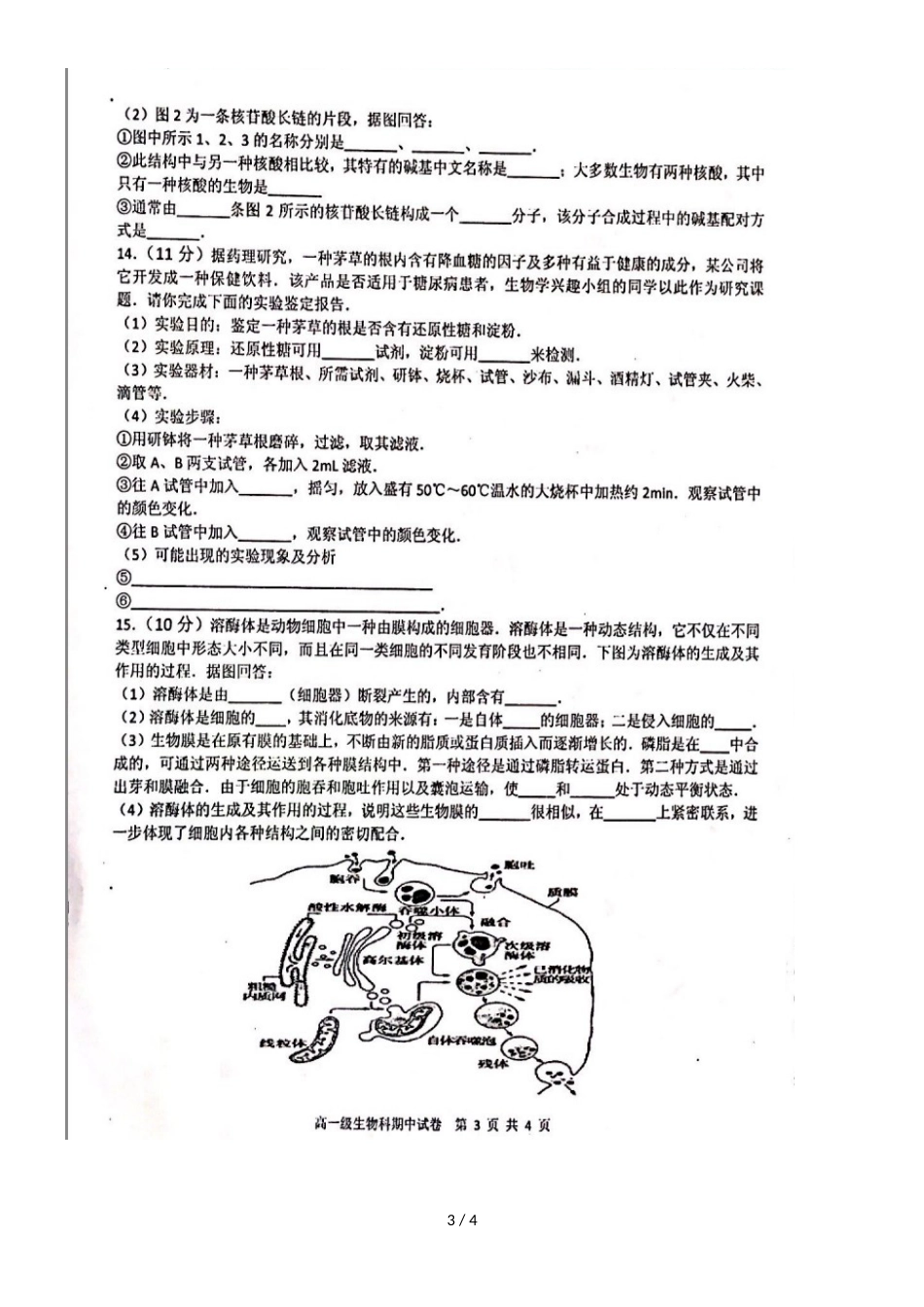 广东省揭阳市第三中学揭阳产业园高一生物上学期期中试题（，）_第3页