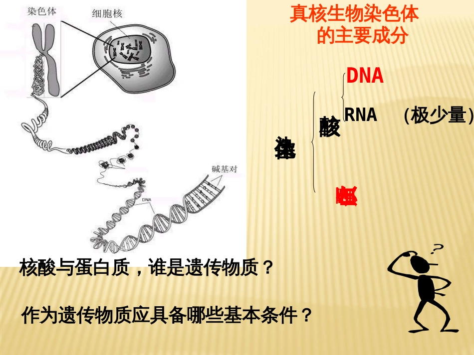 DNA是主要的遗传物质教学课件[共30页]_第3页