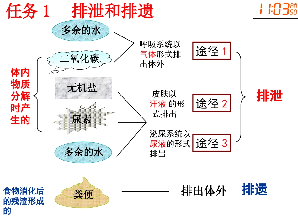 七年级下册《人体内废物的排出》_第3页