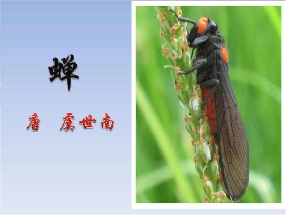 《蝉》虞世南课件[共17页]_第2页