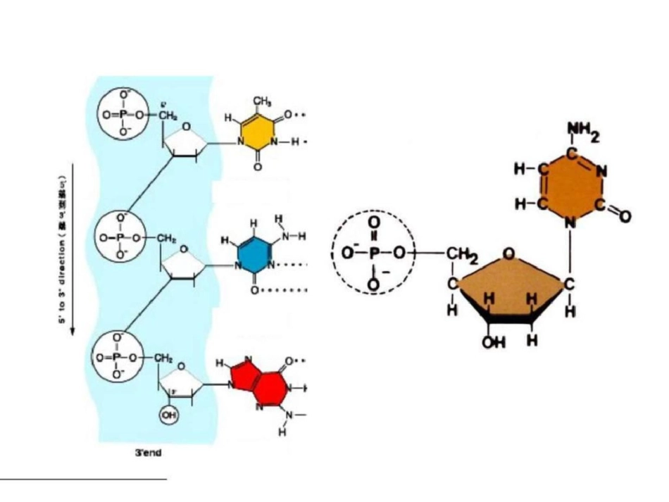 甘肃省会宁县第四中学高中生物必修二课件3.2dna分子的...文档资料_第2页