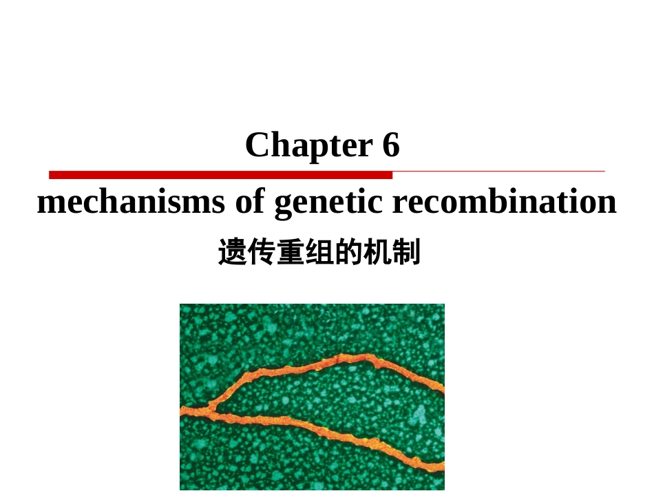 Chapter6mechanismsofgeneticrecombination遗传重组的机制_第1页