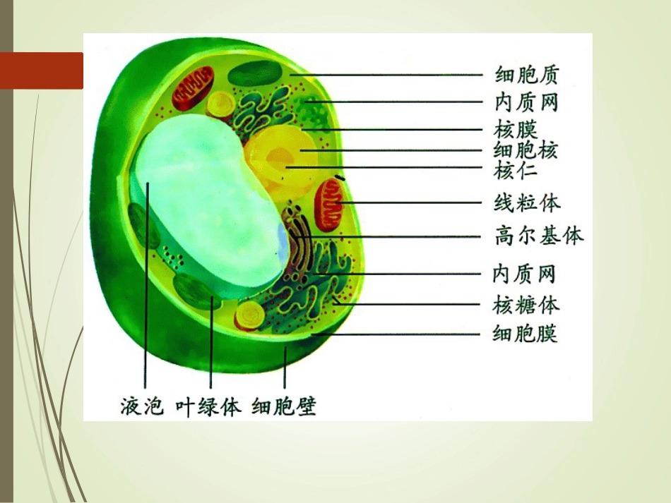 1、细胞膜的主要化学成分和作用是怎样的_第3页