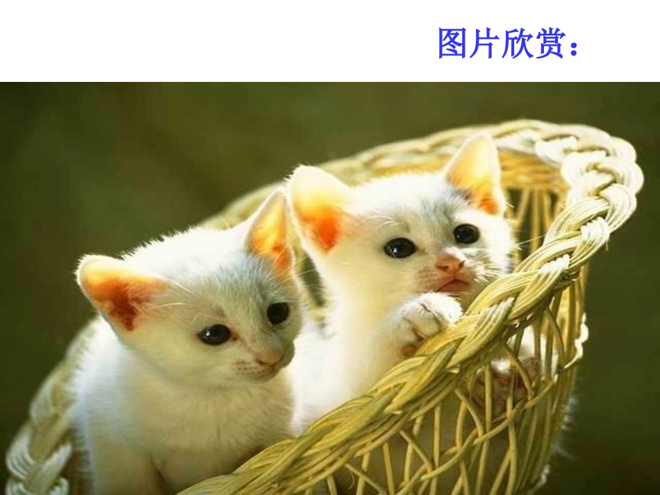 《猫》课文解读[共24页]_第2页