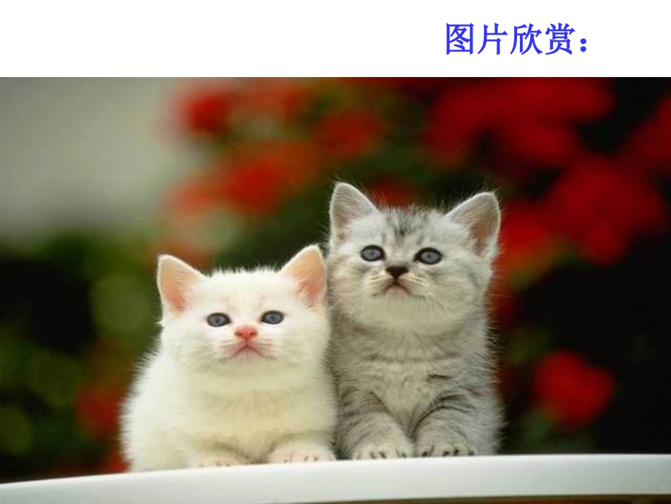 《猫》课文解读[共24页]_第3页
