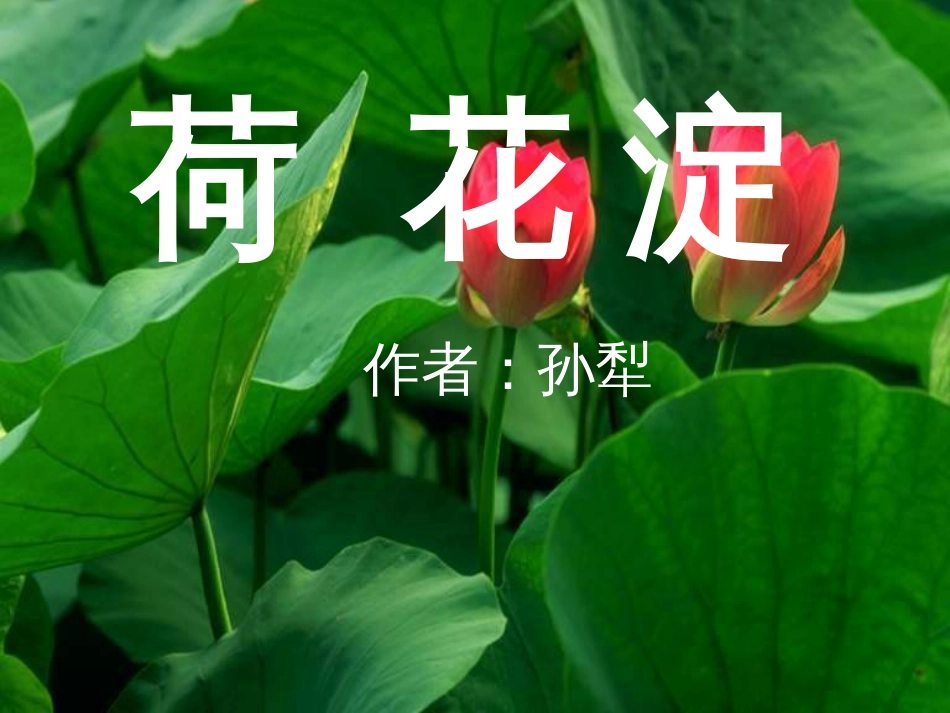 《荷花淀》ppt课件[共41页]_第1页