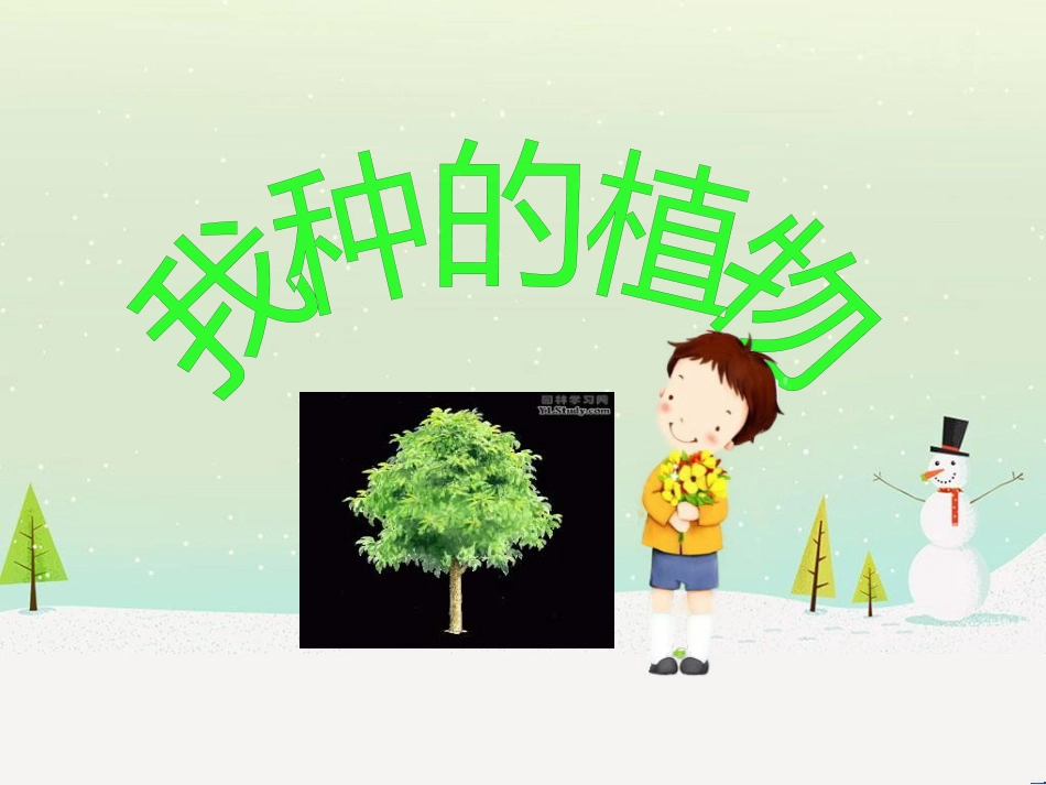 六年级美术上册 我种的植物课件3 苏少版_第1页