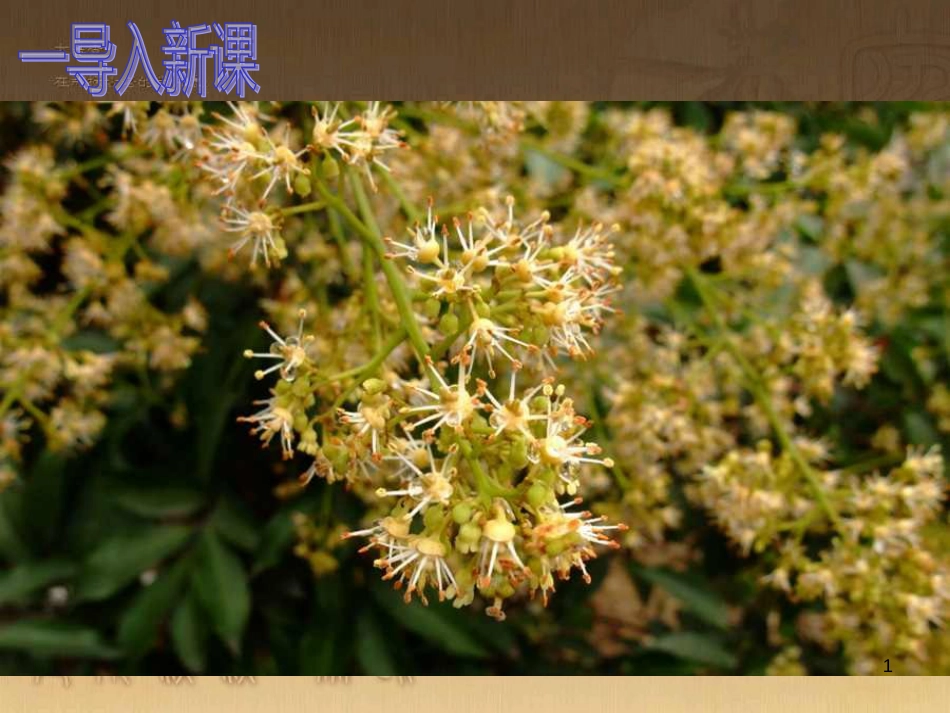 九年级语文下册 18《南州六月荔枝丹》课件 （新版）语文版_第1页