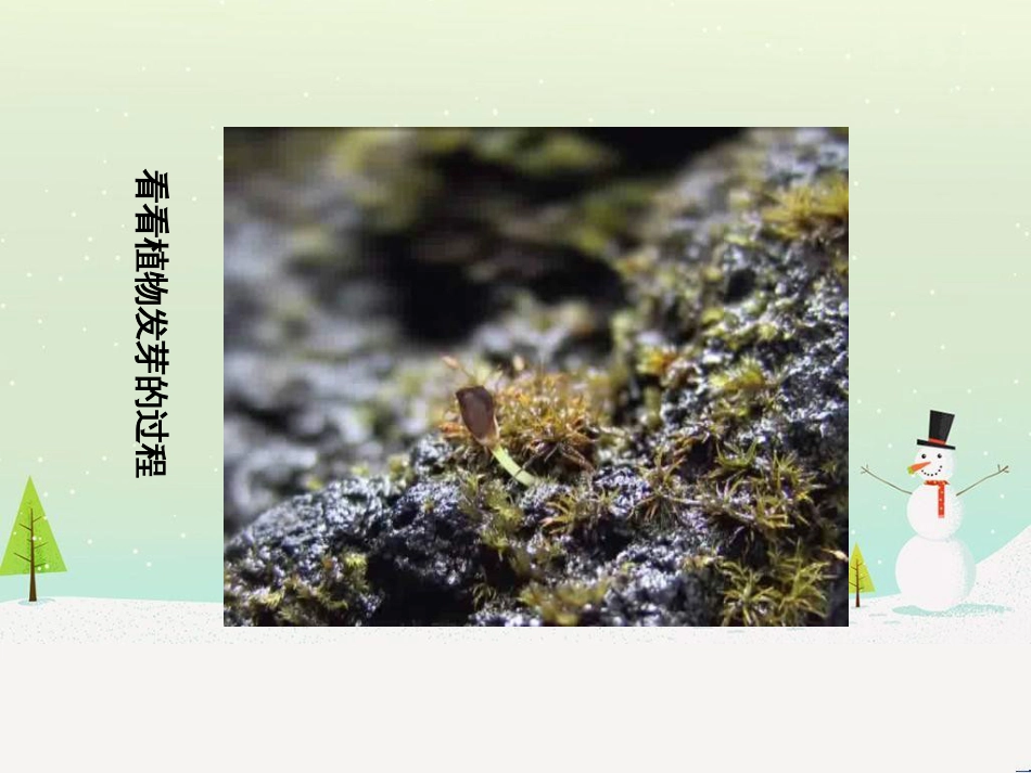 六年级美术上册 我种的植物课件2 苏少版_第3页