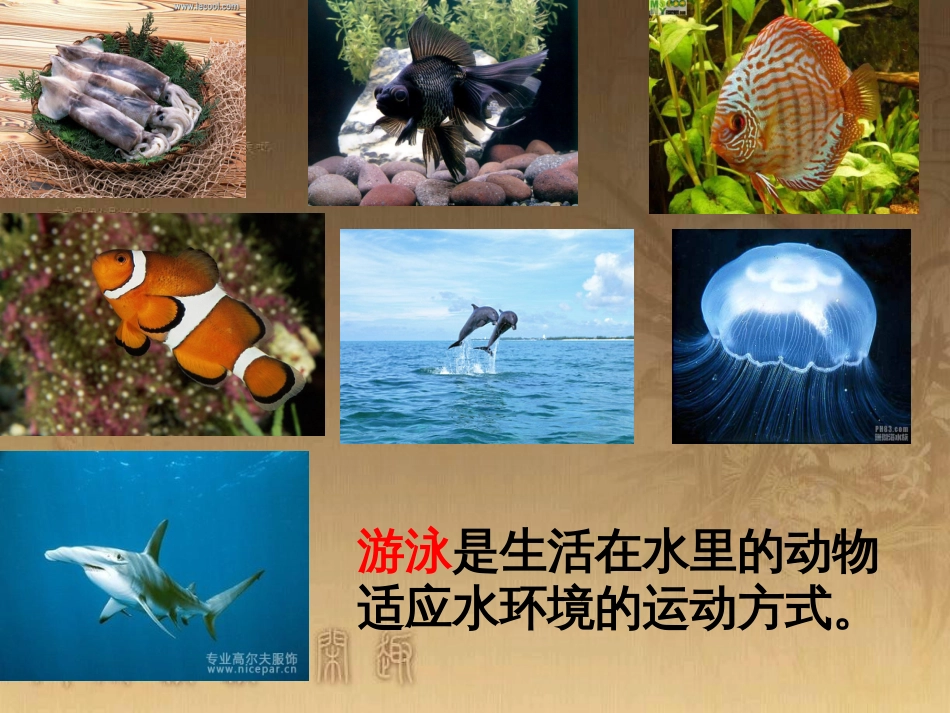 六年级科学上册 动物的运动课件2 青岛版_第2页