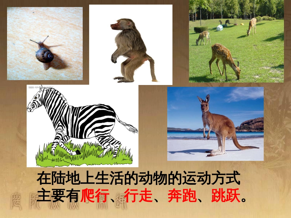 六年级科学上册 动物的运动课件2 青岛版_第3页