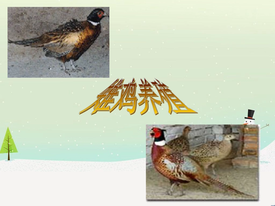 特种经济动物养殖管理与财务知识分析_第1页