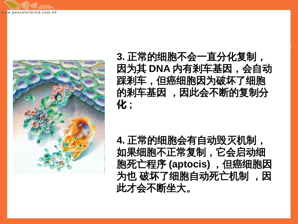 癌细胞与正常细胞最大的不同_第3页