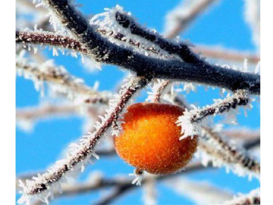 美丽雪景精美模板_第2页