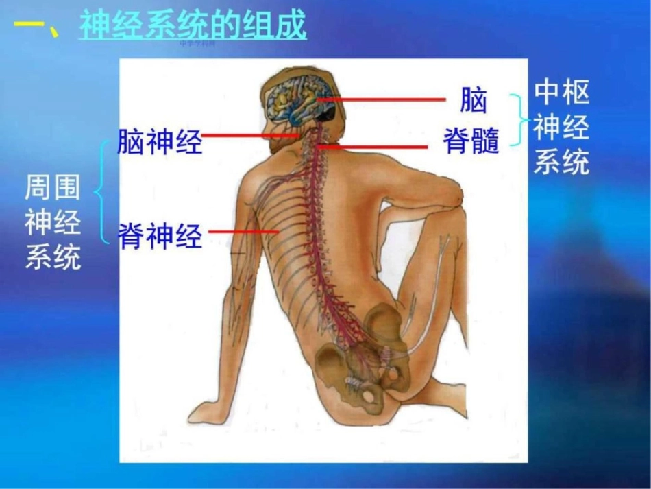 福建省厦门市集美区灌口中学高中生物人教版_第3页