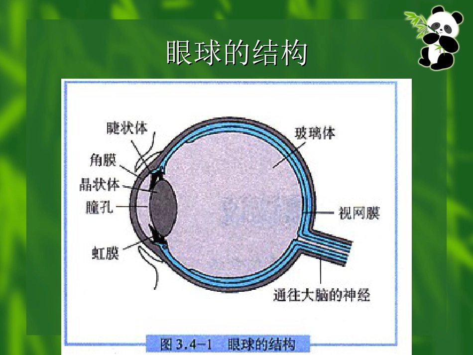 爱护眼睛预防近视[24页]_第2页