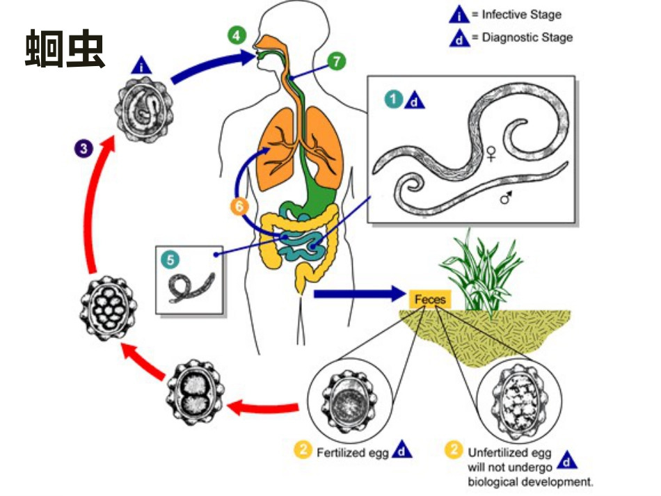 寄生虫生活史总结_第2页