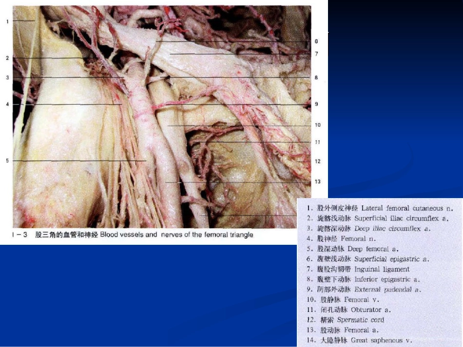 股动脉穿刺[共14页]_第3页