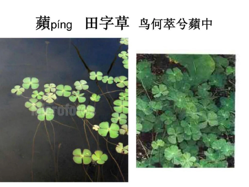 屈原湘夫人植物图谱说明._第2页