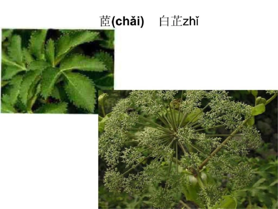 屈原湘夫人植物图谱说明._第3页