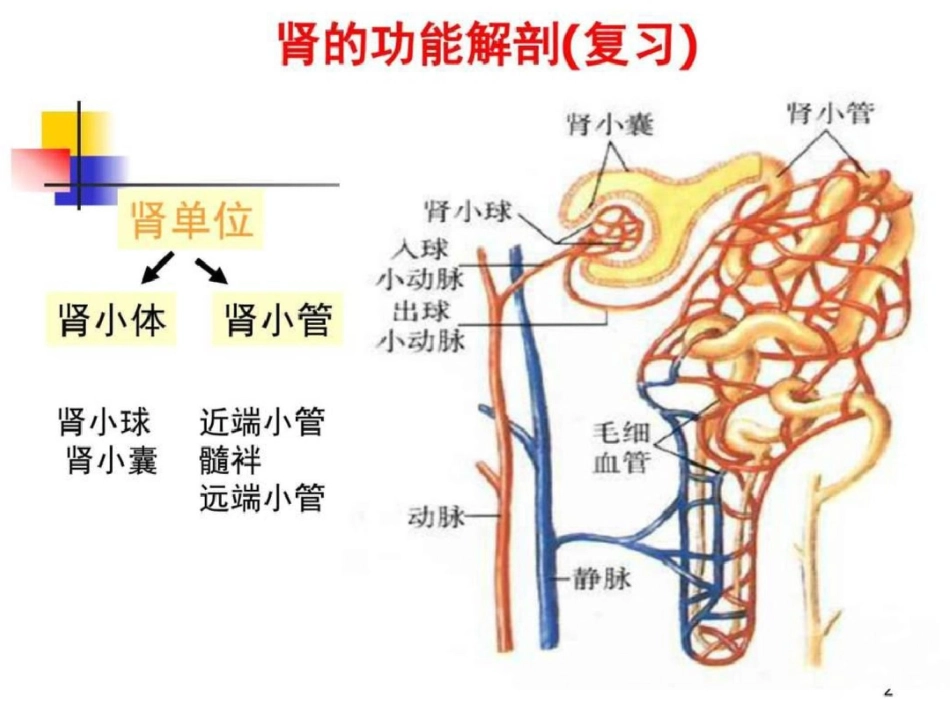 肾功能不全4学时图文.ppt文档资料_第2页