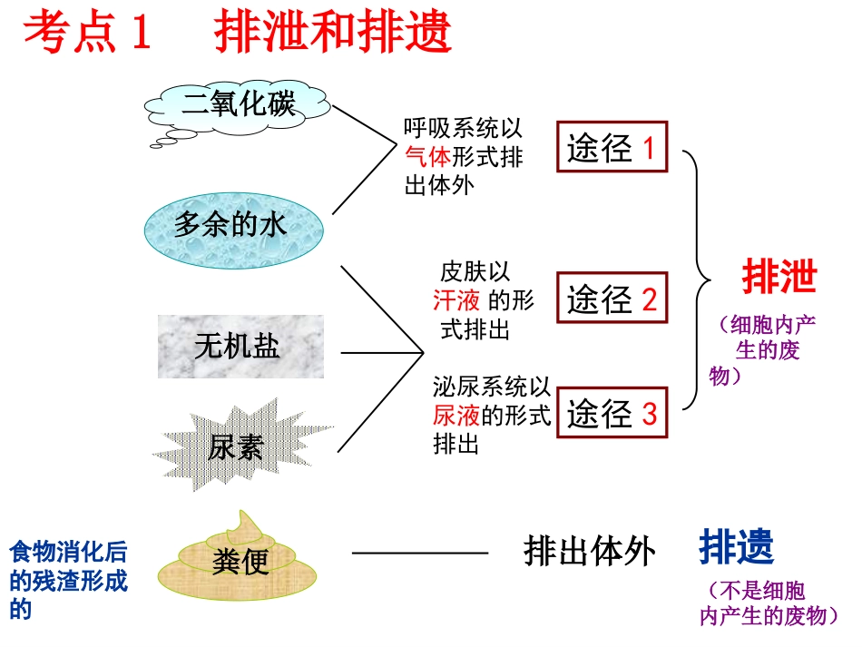 第五章人体内废物的排出课件._第3页