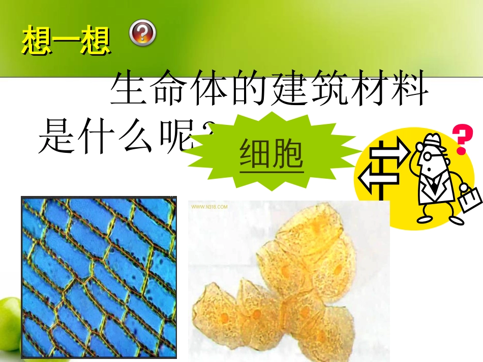 生物体的基本结构1资料文档_第2页