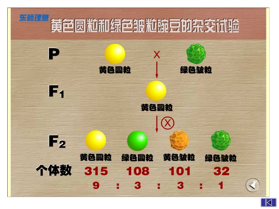 生物：1.2《孟德尔的豌豆杂交实验二》PPT课件新人教版必修2_第2页