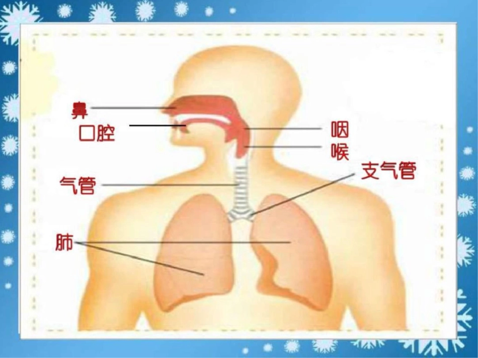 我们的呼吸五年级其它课程其它课程小学教育教育专区._第3页