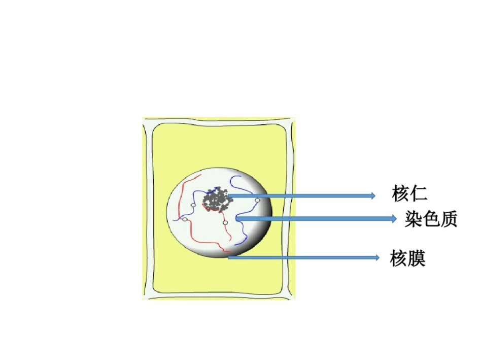 第一节细胞的增殖_第3页