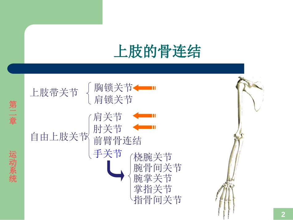 运动解剖学 关节的形态观察及运动形式_第2页