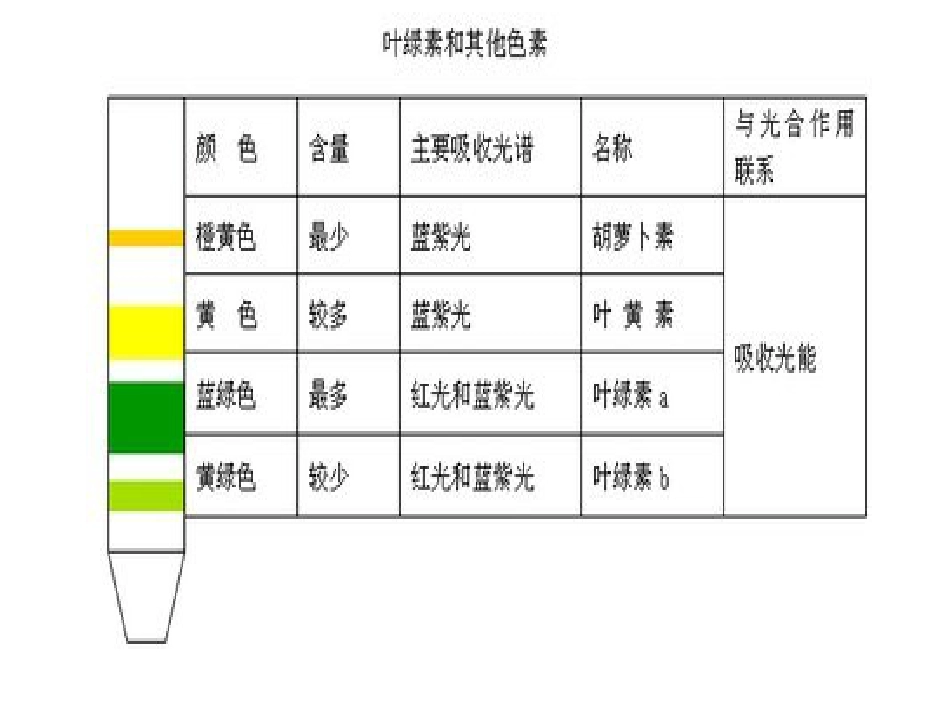 胡萝卜素的提取_第3页