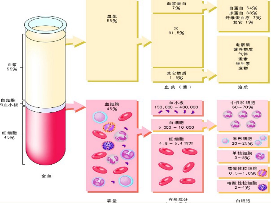 血液成分及其功能_第3页