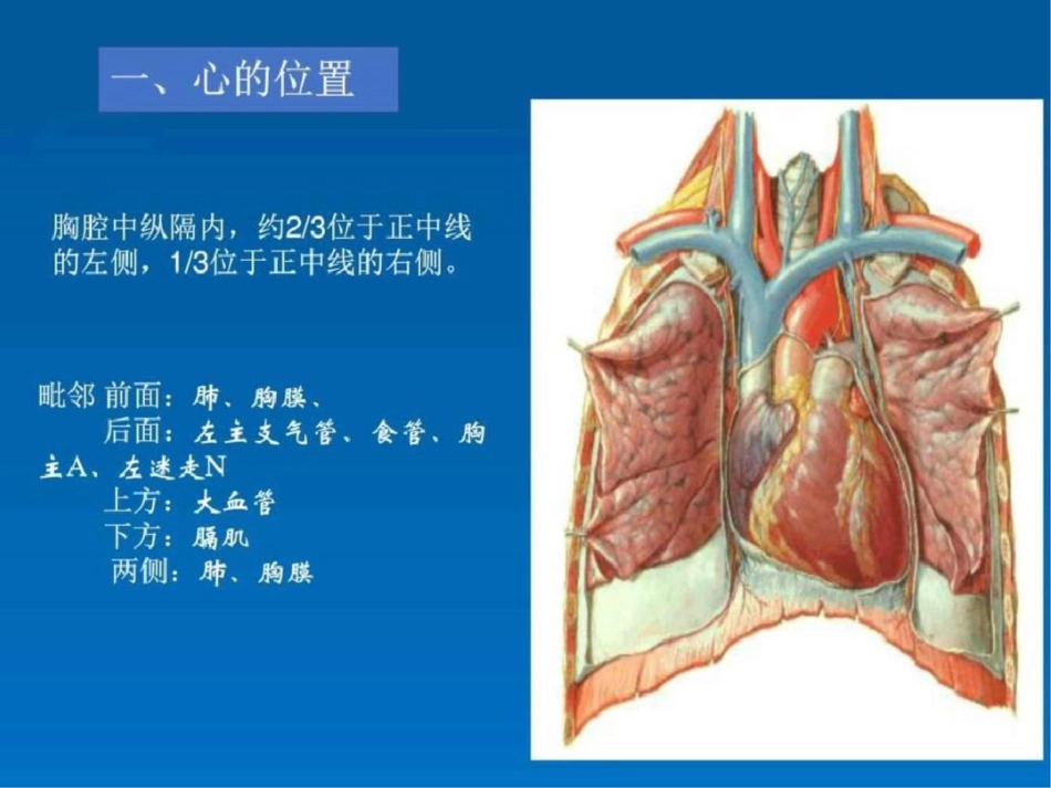 心的位置形态结构图文._第2页