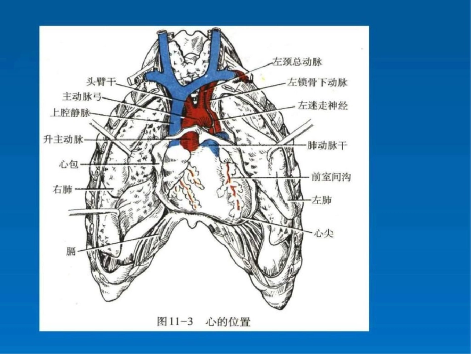 心的位置形态结构图文._第3页