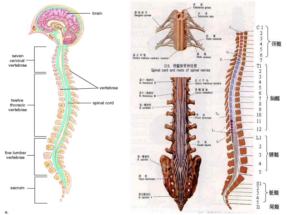 神经系统解剖[共80页]_第2页