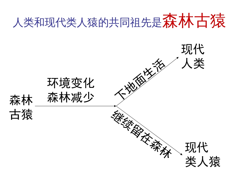 人教版七年级下册生物期末复习[共101页]_第3页
