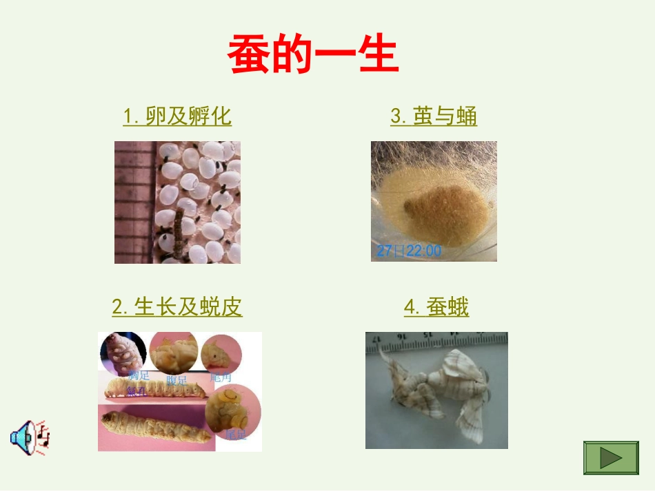 蚕的一生[16页]_第2页