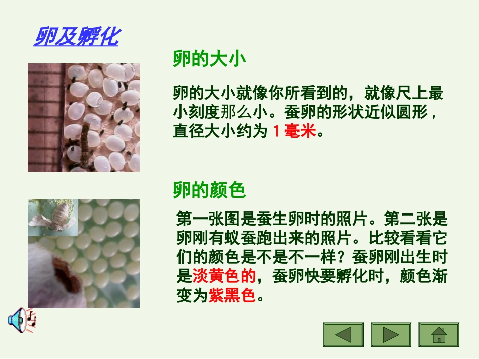 蚕的一生[16页]_第3页