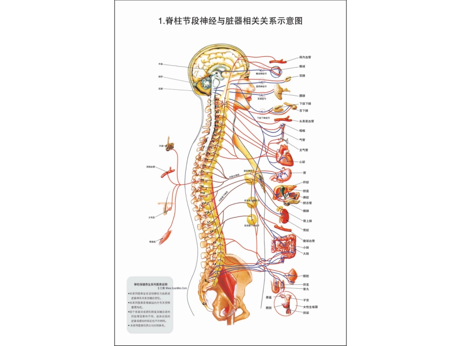 脊柱相关疾病图解整脊疗法高清_第2页