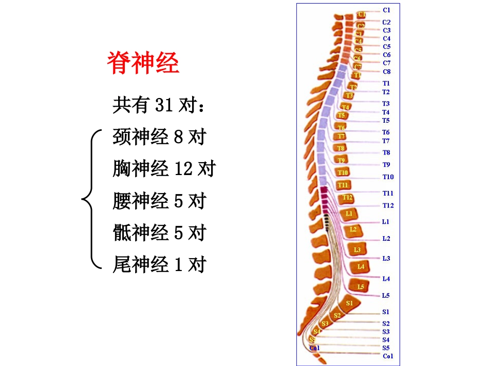 全身神经详解[共37页]_第1页