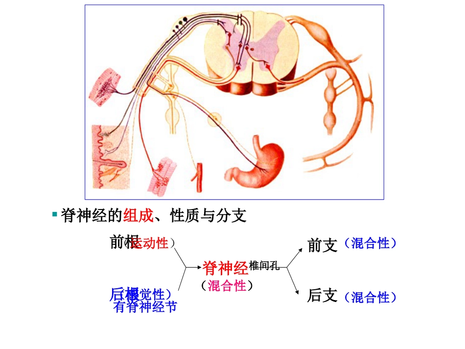 全身神经详解[共37页]_第2页