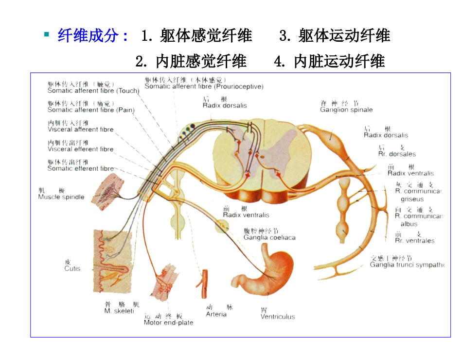 全身神经详解[共37页]_第3页