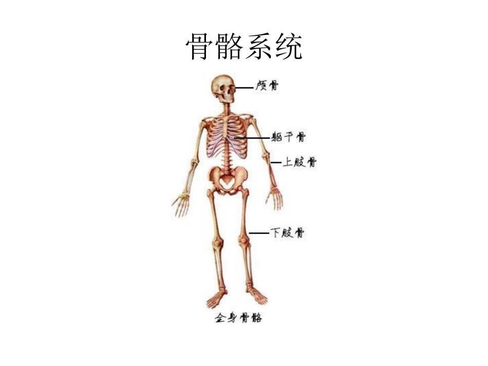 人体解剖学图谱[共162页]_第1页