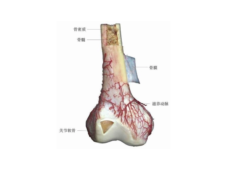 人体解剖学图谱[共162页]_第2页