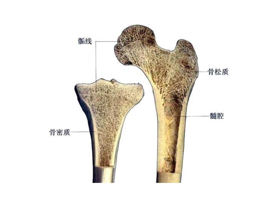 人体解剖学图谱[共162页]_第3页